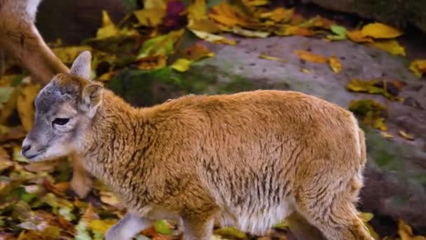 Primer Plano Bighorn Ovejas Mouflon Joven Otoño — Vídeo de stock