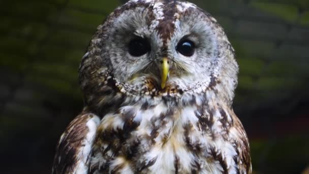 Close Owl Head Autumn Looking — Stock Video