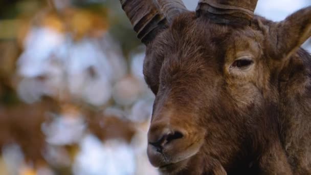Close Capricórnio Alpino Ibex Uma Colina Rochosa Outono — Vídeo de Stock