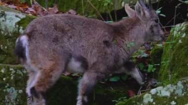 Güneşli bir sonbaharda, bir kayalık tepede Oğlak alp dağ keçisi