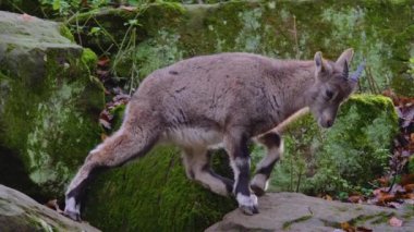 Güneşli bir sonbaharda, bir kayalık tepede Oğlak alp dağ keçisi