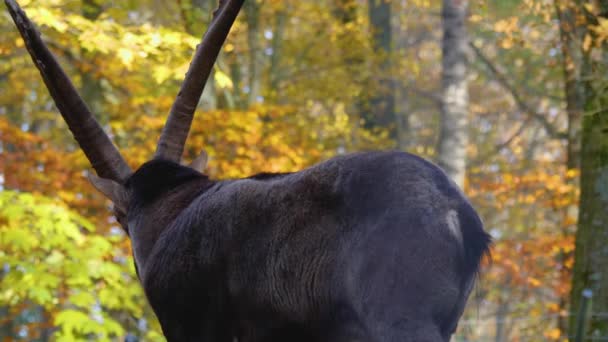 Großaufnahme Des Steinbocks Auf Einem Felshügel Einem Sonnigen Herbsttag — Stockvideo