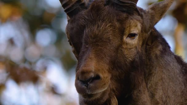 Close Capricórnio Alpino Ibex Uma Colina Rocha Dia Ensolarado Outono — Vídeo de Stock