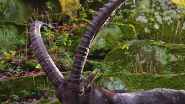 Close Capricorn Alpine Ibex Rock Hill Sunny Day Autumn — Stock Video