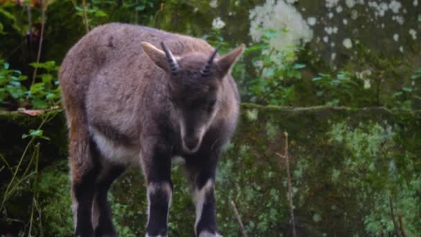 Close Capricórnio Alpino Ibex Uma Colina Rocha Dia Ensolarado Outono — Vídeo de Stock