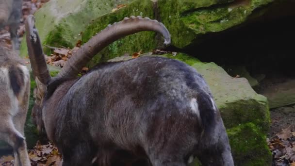 Közelkép Capricorn Alpesi Ibex Egy Szikla Dombon Egy Napsütéses Napon — Stock videók