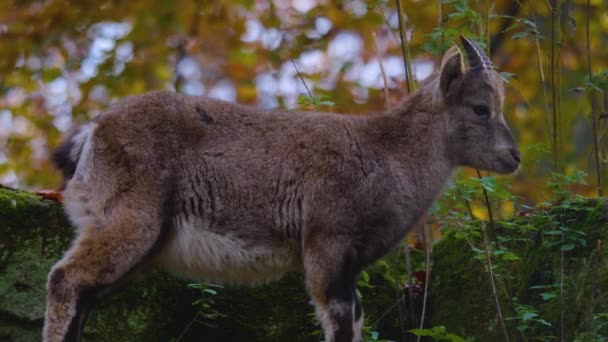 Close Van Steenbok Alpine Steenbok Een Rots Heuvel Een Zonnige — Stockvideo