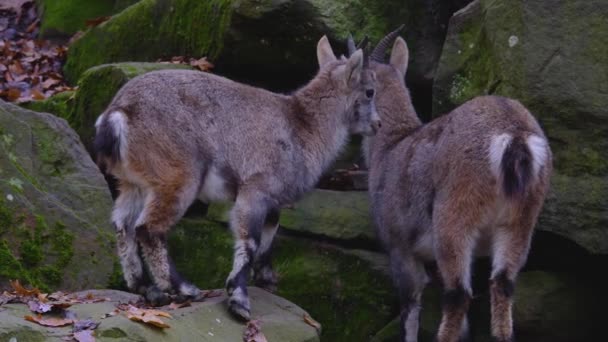 Close Capricórnio Alpino Ibex Uma Colina Rocha Dia Ensolarado Outono — Vídeo de Stock