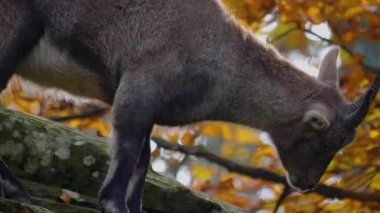 Güneşli bir sonbaharda, bir kayalık tepede Oğlak alp dağ keçisi