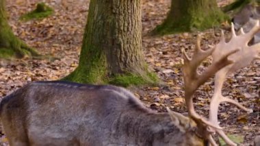 Sonbaharın güneşli bir gününde ormandaki baraj geyiğine yakın..