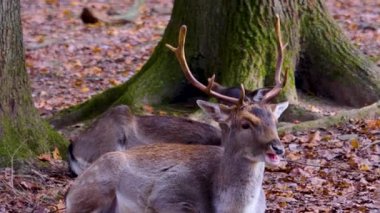 Sonbaharın güneşli bir gününde ormandaki baraj geyiğine yakın..