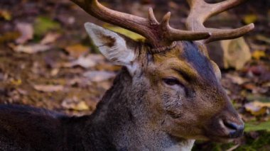 Sonbaharın güneşli bir gününde ormandaki baraj geyiğine yakın..
