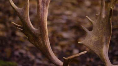 Sonbaharın güneşli bir gününde ormandaki baraj geyiğine yakın..