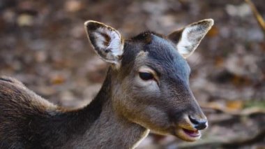 Sonbaharın güneşli bir gününde ormandaki baraj geyiğine yakın..