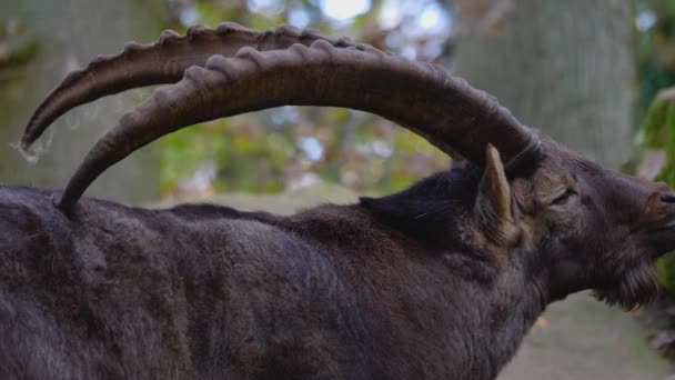 Dekat Capricorn Alpine Ibex Bukit Batu Pada Hari Yang Cerah — Stok Video