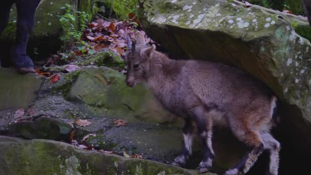 Zbliżenie Koziorożec Alpejski Ibex Skalistym Wzgórzu Słoneczny Dzień Jesienią — Wideo stockowe