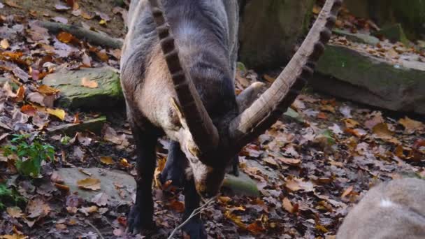 Közelkép Capricorn Alpesi Ibex Egy Szikla Dombon Egy Napsütéses Napon — Stock videók