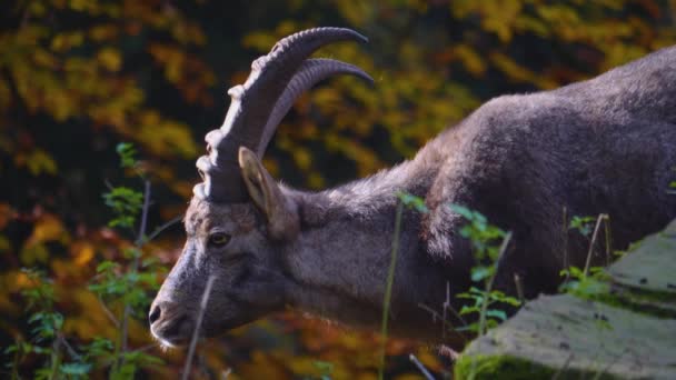 Närbild Stenbocken Alpin Ibex Klippa Kulle Solig Dag Hösten — Stockvideo