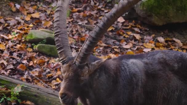 Großaufnahme Des Steinbocks Auf Einem Felshügel Einem Sonnigen Herbsttag — Stockvideo