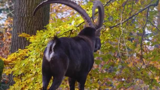 Close Van Steenbok Alpine Steenbok Een Rots Heuvel Een Zonnige — Stockvideo