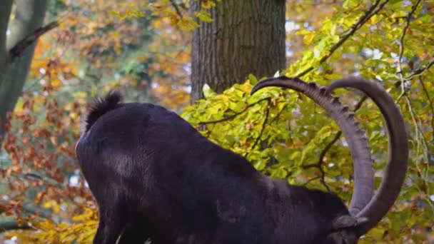Großaufnahme Des Steinbocks Auf Einem Felshügel Einem Sonnigen Herbsttag — Stockvideo