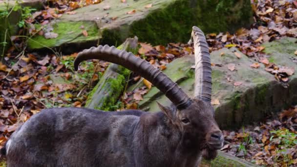 Dekat Capricorn Alpine Ibex Bukit Batu Pada Hari Yang Cerah — Stok Video