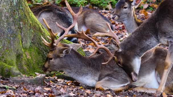 Close Cervo Diga Nel Bosco Una Giornata Sole Autunno — Video Stock