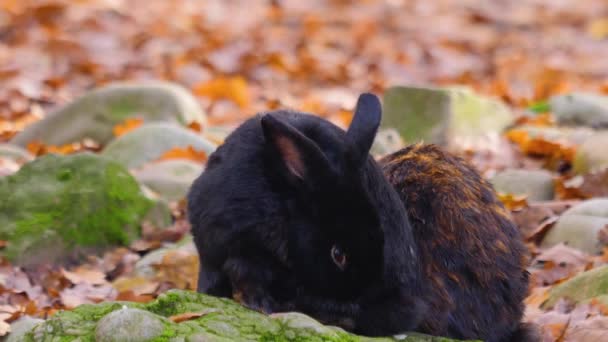 Blízký Záběr Dvou Králíků Sedících Vedle Sebe Podzim Skále Který — Stock video