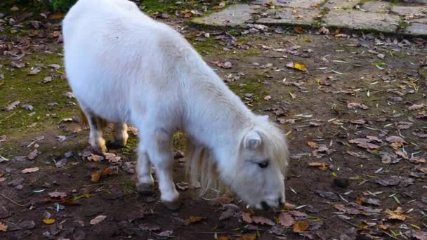 Close Van Een Witte Shetland Pony Die Grond Doorzoekt — Stockvideo