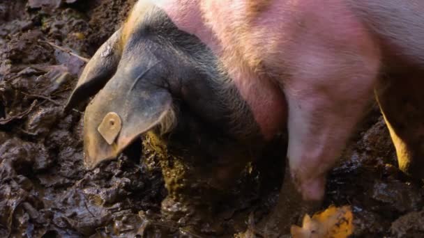 Primer Plano Del Cerdo Doméstico Cavando Tierra — Vídeo de stock