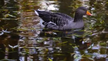 Gri kazlar sonbaharda bir gölette süzülür ve sudan çıkar.