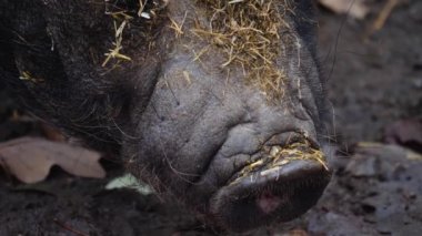 Göbekli domuzun kafasını kapatıyoruz sonbaharda çamurda arama yapıyoruz.