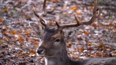 Sonbaharın güneşli bir gününde ormandaki baraj geyiğine yakın..
