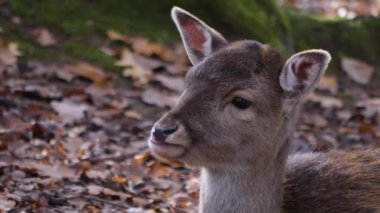 Sonbaharın güneşli bir gününde ormandaki baraj geyiğine yakın..