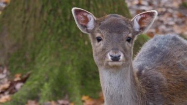 Sonbaharın güneşli bir gününde ormandaki baraj geyiğine yakın..
