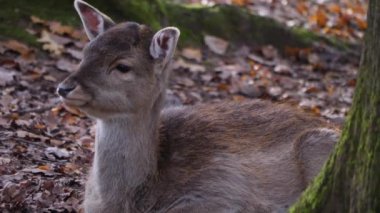 Sonbaharın güneşli bir gününde ormandaki baraj geyiğine yakın..