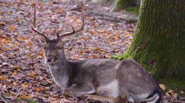 Sonbaharın güneşli bir gününde ormandaki baraj geyiğine yakın..