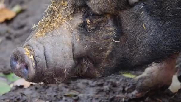 Close Van Een Pot Bellied Pig Hoofd Zoekend Het Vuil — Stockvideo