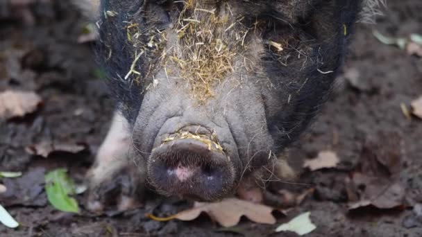 Großaufnahme Eines Topfbauch Schweinekopfes Der Herbst Dreck Sucht — Stockvideo