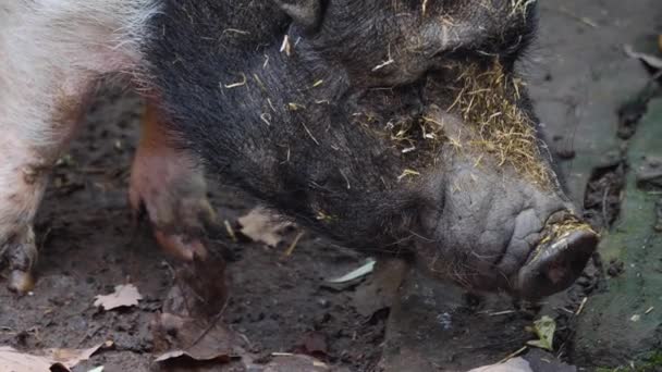 Close Pot Bellied Pig Head Searching Dirt Autumn Dirt — Stock Video