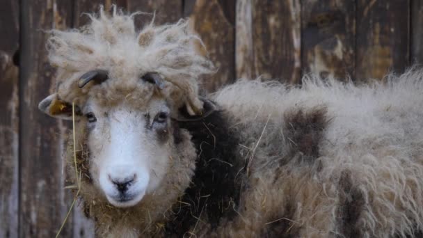 Τέσσερις Κέρατο Jacob Πρόβατα Κεφάλι Κοιτάζοντας Γύρω Ένα Αστείο Στυλ — Αρχείο Βίντεο
