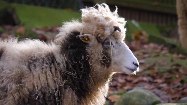 Τέσσερις Κέρατο Jacob Πρόβατα Κεφάλι Κοιτάζοντας Γύρω Ένα Αστείο Στυλ — Αρχείο Βίντεο