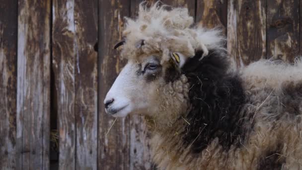 Dört Boynuzlu Jacob Koyun Kafası Tuhaf Bir Saç Stiliyle Etrafa — Stok video