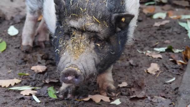 Close Uma Cabeça Porco Pot Bellied Procurando Sujeira Outono Sujeira — Vídeo de Stock