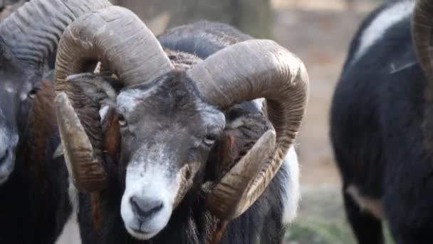 Close Bighorn Carneiro Mouflon Ovelhas Com Grandes Chifres Dia Ensolarado — Vídeo de Stock