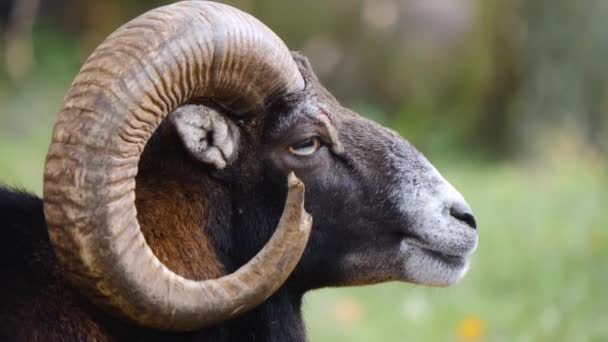 Close Bighorn Sheep Mouflon Ram Large Horns Sunny Day Autumn — Stock Video