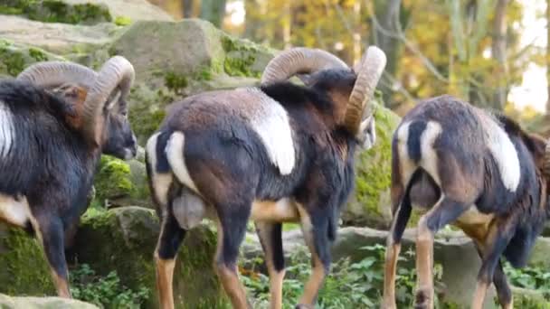 Primer Plano Carnero Bighorn Oveja Mouflon Con Cuernos Grandes Día — Vídeo de stock