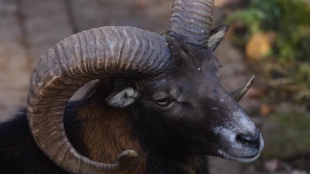 Close Bighorn Sheep Mouflon Ram Large Horns Sunny Day Autumn — Stock Video