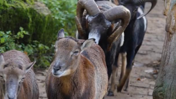 Close Bighorn Sheep Mouflon Ram Large Horns Sunny Day Autumn — Stock Video