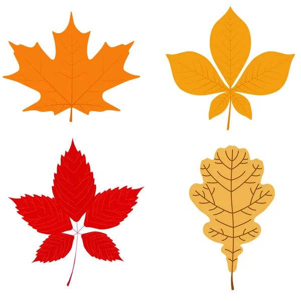 Vector illustration: set of autumn leaves. Maple, chestnut, oak, wild grapes. — Stock Vector